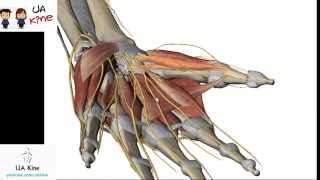 Anatomía Musculos Mano  Origen Inserción Inervación y Función [upl. by Sylvan]