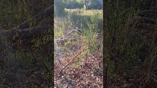 Texas panhandle buck scrape [upl. by Kcirttap]