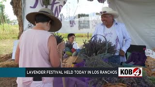 Festival celebrates all things lavender in Los Ranchos [upl. by Osi318]