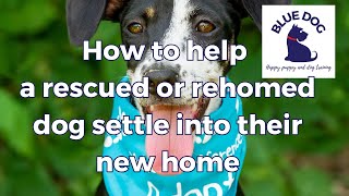 How to help a rescue or rehomed dog settle in to their new home [upl. by Otit496]