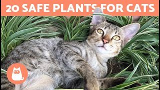 20 SAFE PLANTS for CATS 🌿 For the Home and Garden [upl. by Adalie]