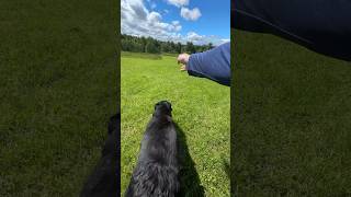 Water retrieve gundogtraining labrador [upl. by Klinger]