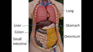 Gastrointestinal anatomy and physiology Part 1 [upl. by Atikam]