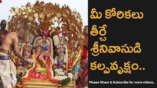 Tirumala Brahmotsavam 2024 Malayappa Swamy Rides Kalpavruksha Vahanam [upl. by Kjersti]