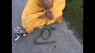 Buddhist Monk helps snake pass over to the Afterlife  Namo Amitabha [upl. by Siul]