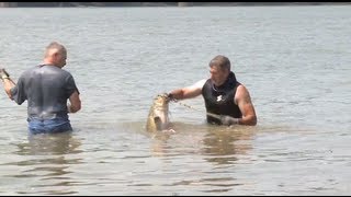 Handgrabbing Tickling Noodling for Catfish [upl. by Ahselak]