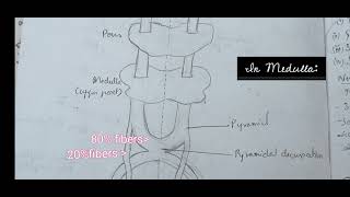 Pyramidal Tract  Corticospinal Tract Lesions  Funtions [upl. by Udella931]