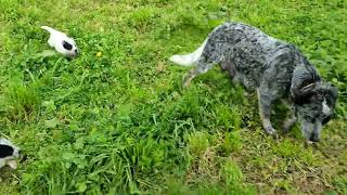 Cachorros de Australian Cattle Dog de 1 mes hijos de Toreto y Ceniza [upl. by Romilda89]