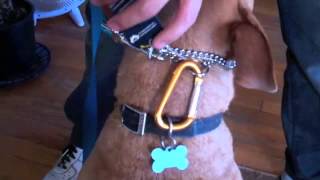 Learn the Train the Good Dog Way Intro to Prong Collars Part 2 [upl. by Erv]