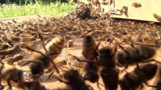 Abeilles Essaim posé sur une branche de genèvrier [upl. by Renick466]