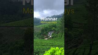 Munnar Monsoon Days  Munnar Latest Video Munnar Video travel hillstation monsoondiaries shorts [upl. by Hendren]