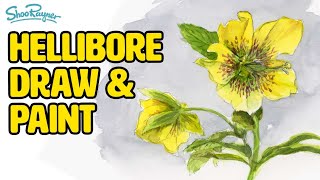 How to draw and paint a hellebore in watercolour [upl. by Enilegna]