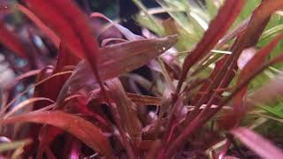 unknown cryptocoryne sp [upl. by Lavern]