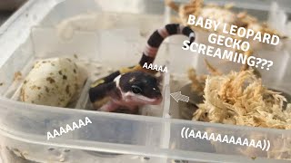 Baby Leopard Gecko Screaming Compilation [upl. by Olegnaid]