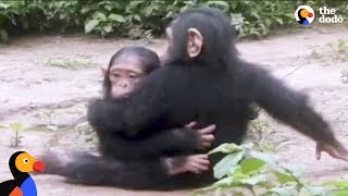 Baby Chimp Rescued from Chains is Finally Happy and Free  The Dodo [upl. by Rothschild]