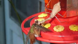 Praying Mantis kills hummingbird 3 [upl. by Zawde180]