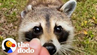 Raccoon Stays For Dinner Every Night  The Dodo Wild Hearts [upl. by Nalo]