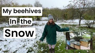 Winter Beekeeping Keeping My Hives Dry [upl. by Doria]