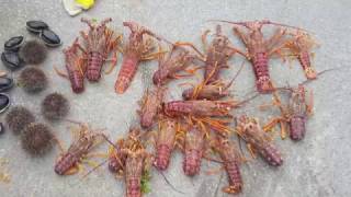 Akaroa Dive  Crayfish Paua amp Kina February 2017 [upl. by Novak]