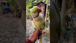 parrot shorts trending shots shortvideo youtube youtubeshorts cute ytshorts viralvideo [upl. by Hibbitts26]