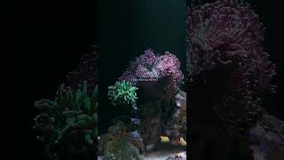 Sunday update on mix saltwater reef tank [upl. by Velvet790]