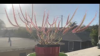 Drosera binata 2022 mid spring update [upl. by Annuahsal208]