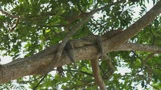 Crocodiles Can Climb Trees Researchers In Climbing Study Observed [upl. by Adiela439]