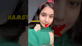 Hamster 🐹 ka ghar 🏠 or Choti sĩ celebration 🎉 ashortaday minivlog tranding [upl. by Tiffanie677]