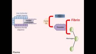 Heparin  Mechanism of Action [upl. by Suivatram]