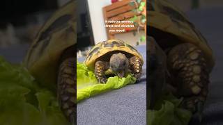 Another day another tortoise’s breakfast ♥️🥬 tortoise reptile pets turtle cute eatingasmr [upl. by Ella]