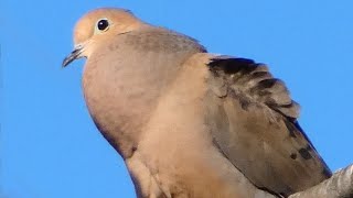 Dove bird call  song  sound  Mourning [upl. by Alded]