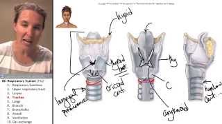 the Trachea Respiratory System ☆ Human Anatomy Course [upl. by Kauffman626]