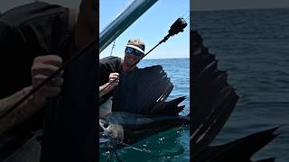 SOLID Pacific Sailfish today 🤯 fishing sailfish nicaragua nicaraguafishing fish [upl. by Brantley994]