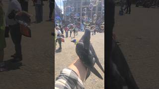 Pigeons Bubbles and Monstrous Windmills in the Netherlands [upl. by Eunice955]