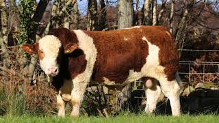 Portroyal Simmentals welcomes new Stockbull [upl. by Dnalevets]