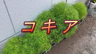 【趣味の園芸】【JAPAN KOBE】コキアを植えた 学名：Bassia scoparia （Kochia scoparia）和名：ホウキギ [upl. by Droffilc]