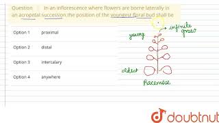 In an inflorescence where flowers are borne laterally in an acropetal successionthe position of [upl. by Neelyt]