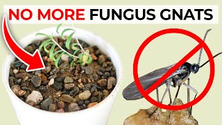 How to Get Rid of Fungus Gnats in Houseplants Potting Soil [upl. by Notsur890]