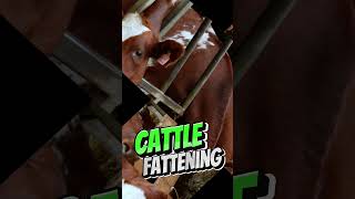 Cattle Fattening Feed Formulation [upl. by Peters]