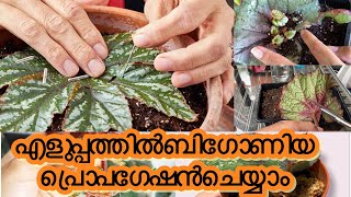 How to propagate begonia plants easily  begonia plants care and propagation begonia gardening [upl. by Adnauqahs179]