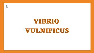 Vibrio vulnificus its morphology clinical findings treatment in JUST 7 mins [upl. by Eltrym50]