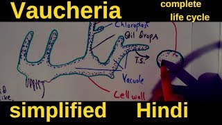 Vaucheria  complete life cycle [upl. by Earle779]