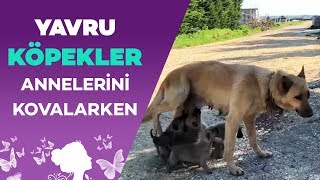 Yavru Köpekler Annelerini Kovalarken [upl. by Alberik]