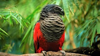 10 Beautiful Exotic Birds You Wont Believe Actually Exist [upl. by Rourke]