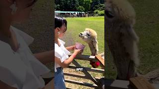 Why does alpaca spit on people’s faces shorts youtubeshorts facts amazingfacts [upl. by Letch]