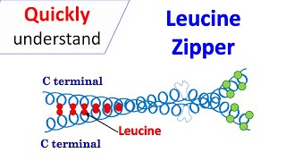 Leucine zipper motif [upl. by Merfe]