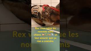 Rex il veux rassurer tous les autres chiens [upl. by Iren]