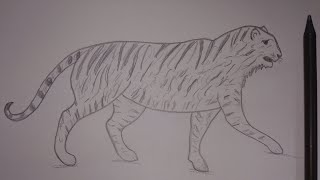 How to Draw a tiger Easy 🐯 Tiger Drawing Easy 🐅Learn to draw a tiger step by step with a pencil [upl. by Eilujna]