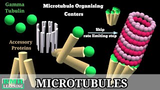 Microtubules  Microtubule Structure amp Function  Microtubules Assembly Microtubule Polymerisation [upl. by Lotsirb]