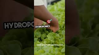 Hydroponics Farming vs Aquaponics Farming Difference  Gardening at Home Hydroponics Vs Aquaponics [upl. by Tjader]